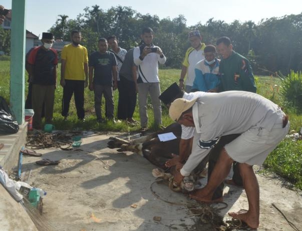 DisdaldukKB Kabupaten Bengkalis Laksanakan Pemotongan Hewan Qurban